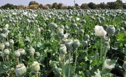 سیاه&zwnj;نمایی در رابطه با کشت خشخاش در استان کرمانشاه / دهیاران و اعضای شورا باید کشت گیاهان ممنوعه را گزارش دهند