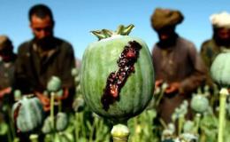 هشدار سازمان ملل: کشت خشخاش در افغانستان به شمال&zwnj;شرق منتقل می&zwnj;شود