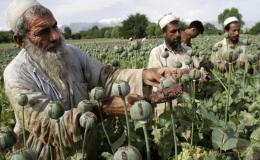 حضور ۲۳ هزار تروریست بین&zwnj;المللی در افغانستان/ تولید مواد مخدر مصنوعی و متامفتامین افزایش پیدا کرد