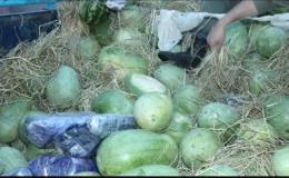 کشف ۲۰۰ کیلو تریاک در بار هندوانه