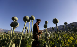 سازمان ملل: کشت تریاک در افغانستان در سال ۲۰۲۵ به یک پنجم کاهش یافته است