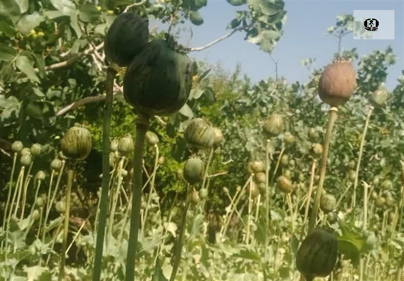 ضربه پلیس به شبکه&zwnj;های مواد مخدر و سارقان در کردستان/امحای مزارع خشخاش